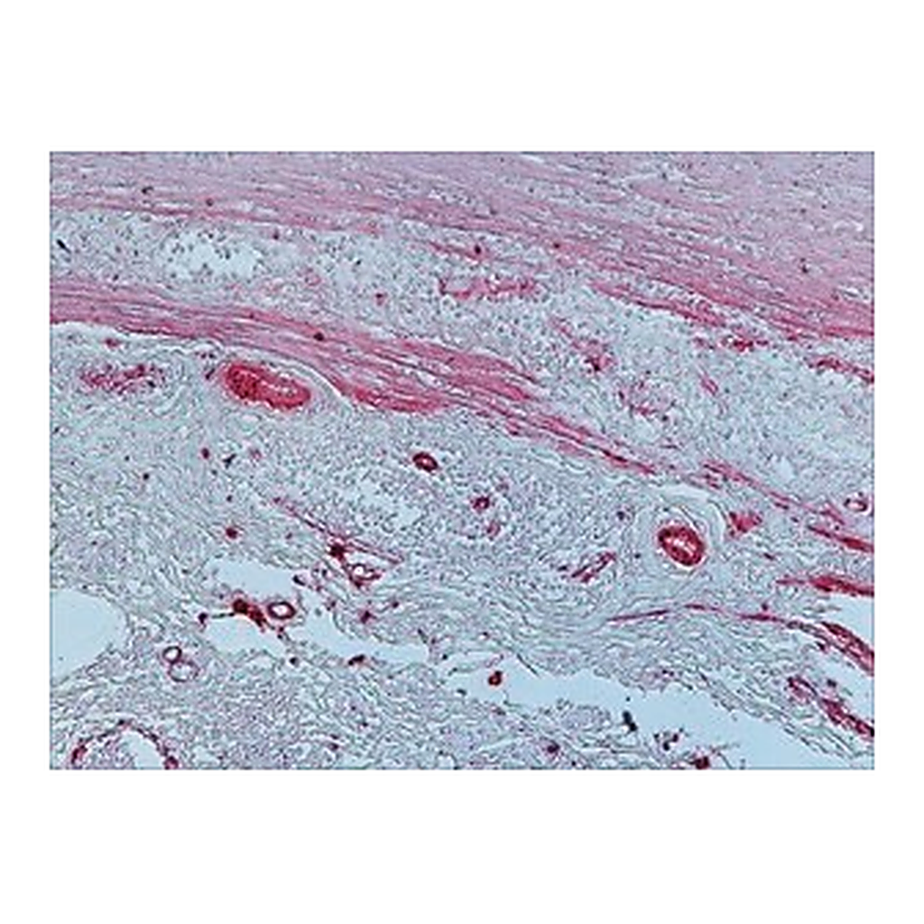Merck GOAT ANTI-MOUSE IGG (FC SPECIFIC)