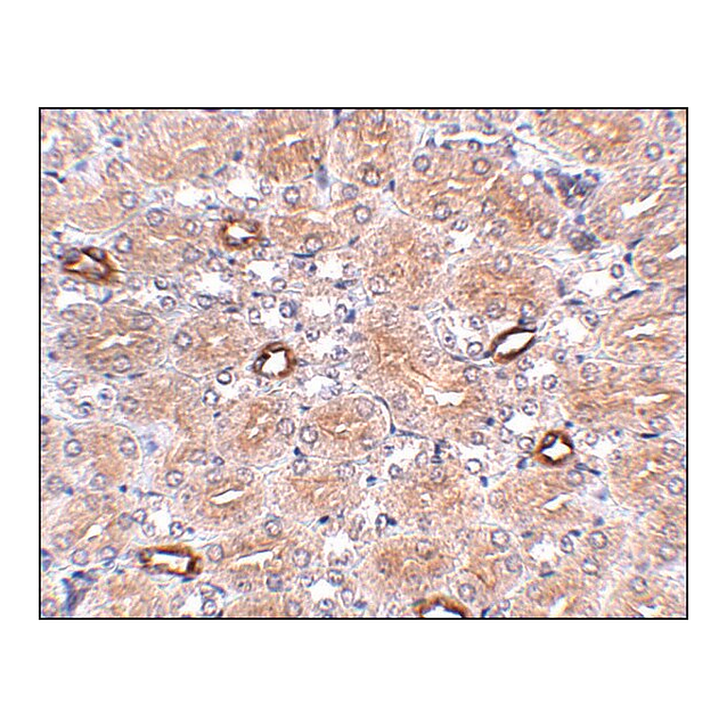 Merck Anti-NOTUM antibody produced in rabbit