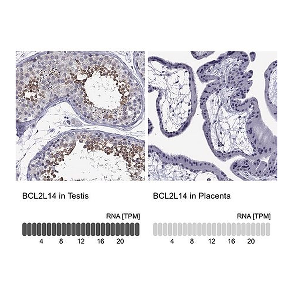 Merck Anti-BCL2L14 antibody produced in rabbit