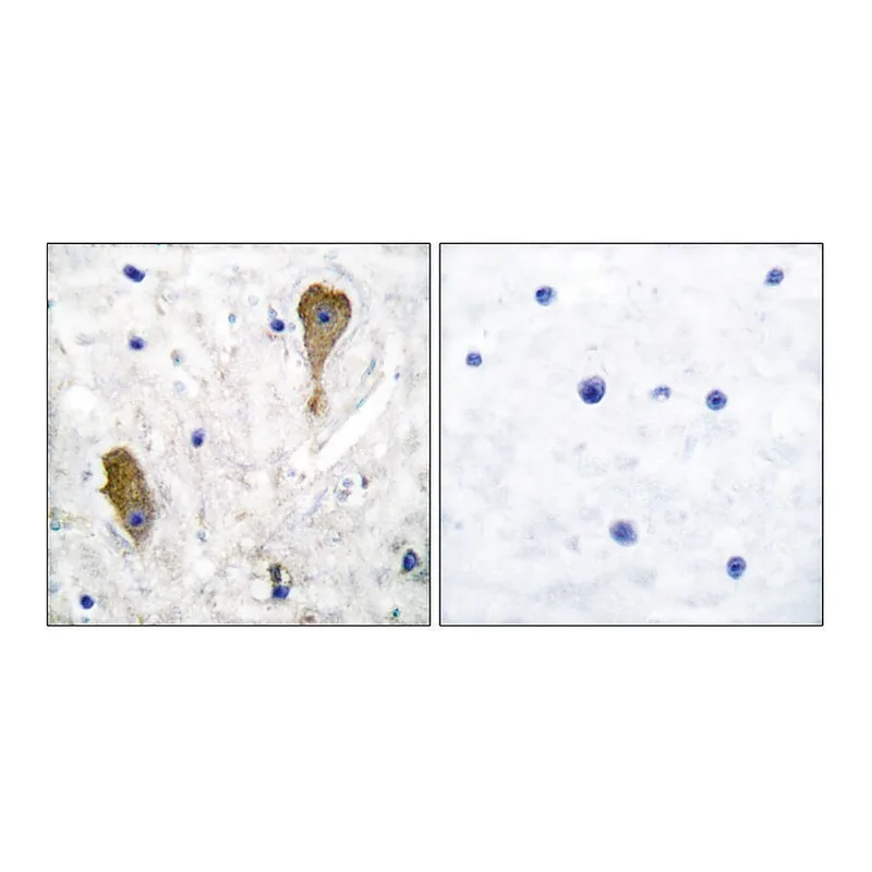Merck Anti-GAD1 antibody produced in rabbit