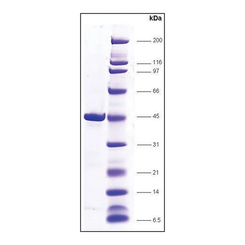 Merck TBP (TATA box binding protein) human