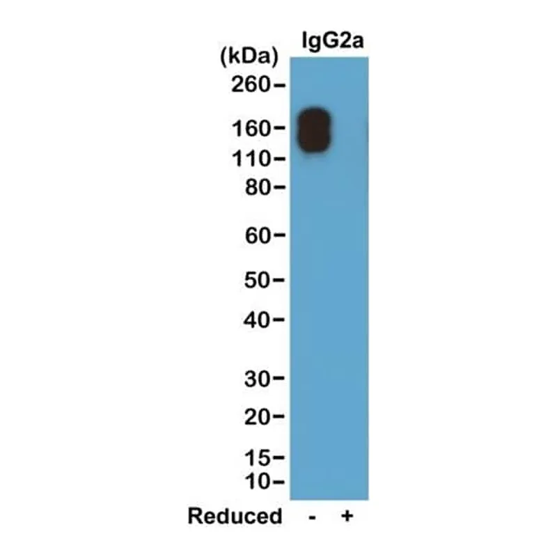 Thermo Fisher Scientific Rabbit anti-Mouse IgG2a (Kappa light chain) Recombinant Secondary Antibody