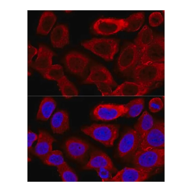 Merck Anti- DRP1 antibody produced in rabbit