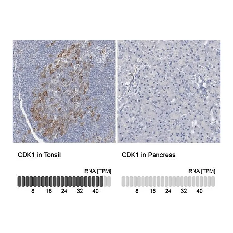 Merck Anti-CDK1 antibody produced in rabbit