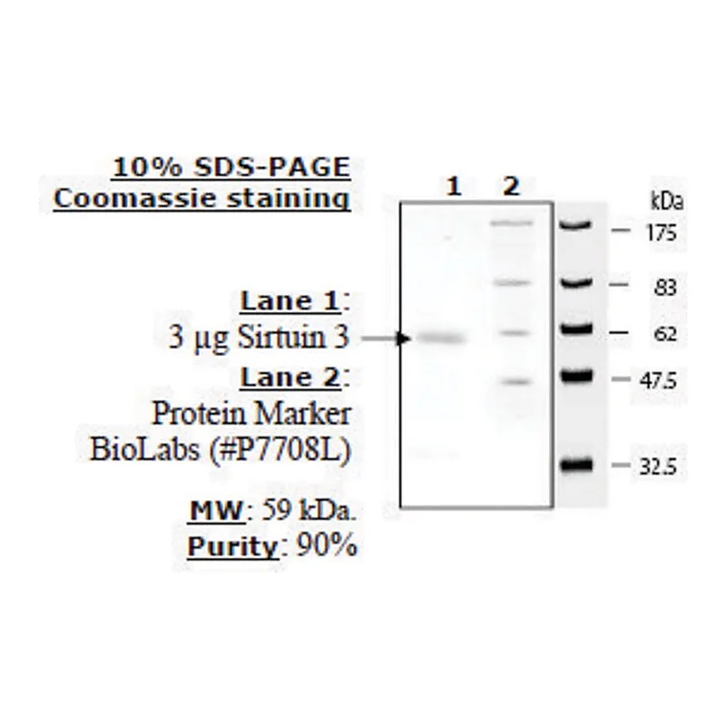 Merck Sirtuin 3 human