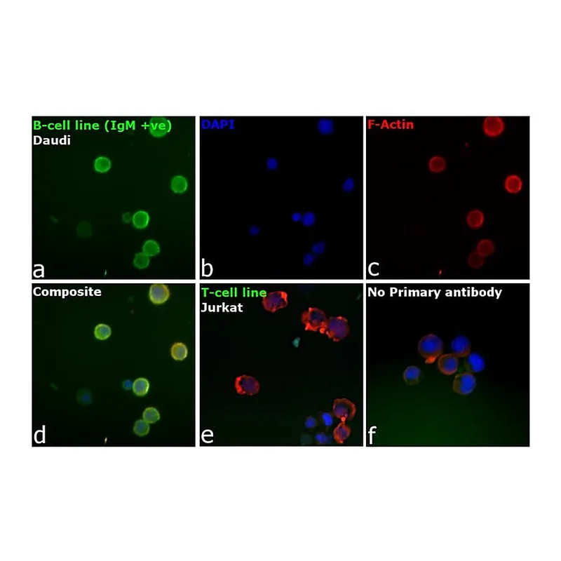 Thermo Fisher Scientific F(ab`)2-Goat anti-Human IgM (Heavy chain) Cross-Adsorbed Secondary Antibody