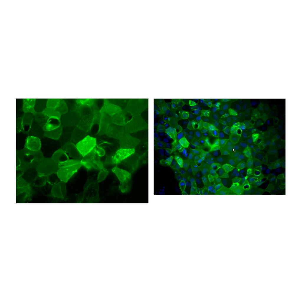BD Alexa Fluor® 488 Mouse anti-Human TRA-1-60 Antigen