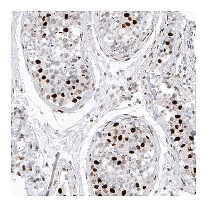 Merck Monoclonal Anti-H2AFY2 antibody produced in mouse