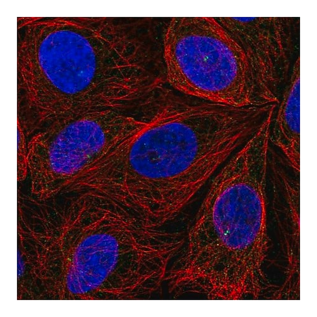 Merck Anti-ITPRIPL2 antibody produced in rabbit