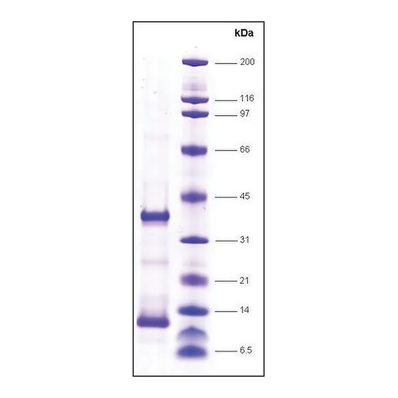 Merck TFIIA, reconstituted human