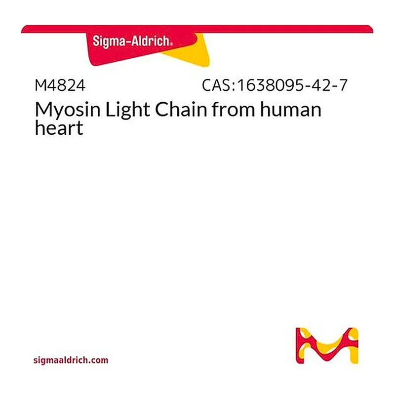 Merck Myosin Light Chain from human heart