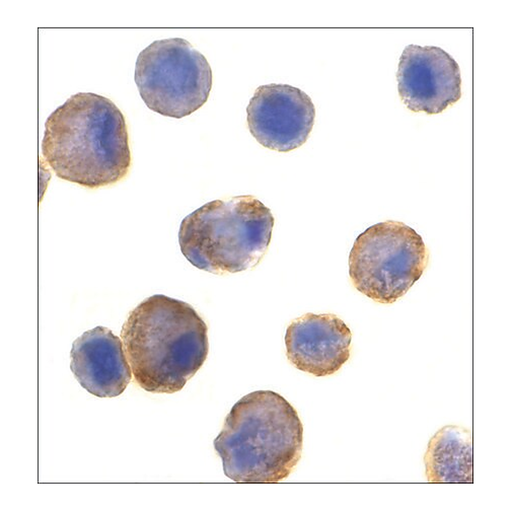 Merck Anti-DR5 antibody produced in rabbit