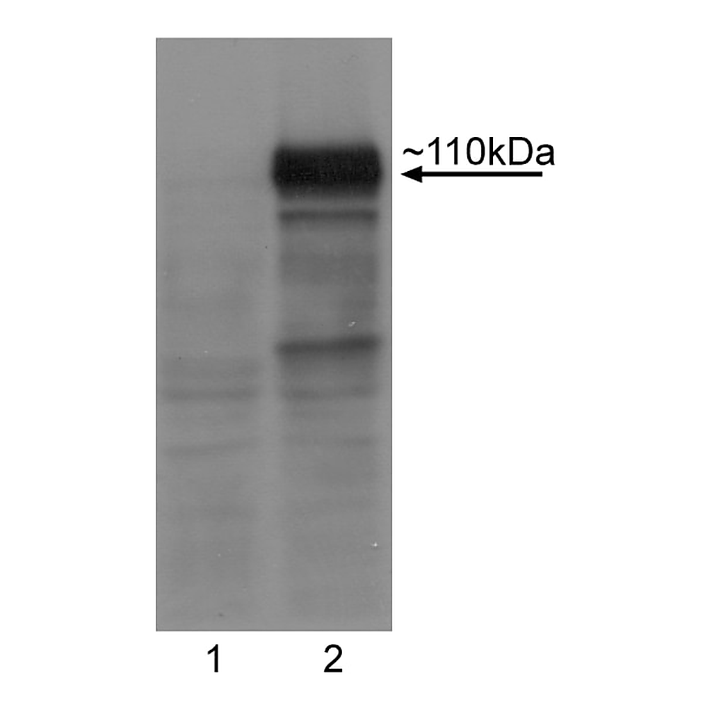 BD Purified Rat anti-Human Lgr5 (N-Terminal)