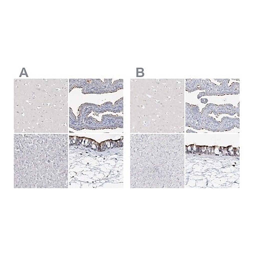 Merck Anti-DNAH5 antibody produced in rabbit