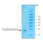 Merck INORGANIC PYROPHOSPHATASE FROM E.COLI, R