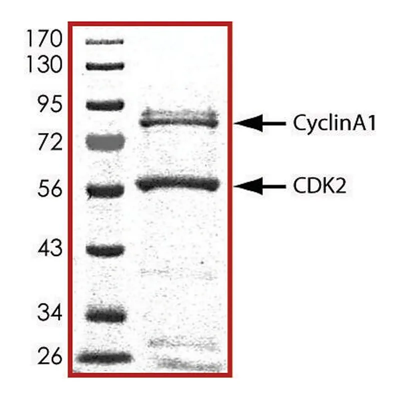 Merck CDK2/CyclinA1, active, GST tagged human