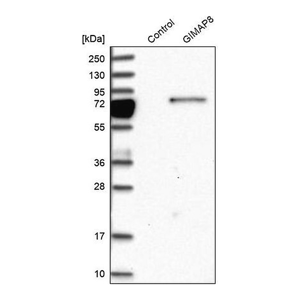 Merck Anti-GIMAP8 antibody produced in rabbit