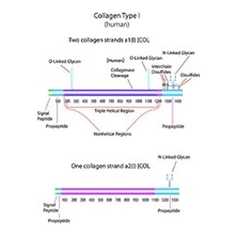 Merck COLLAGEN TYPE I, ACID SOLUBLE FROM HUMAN