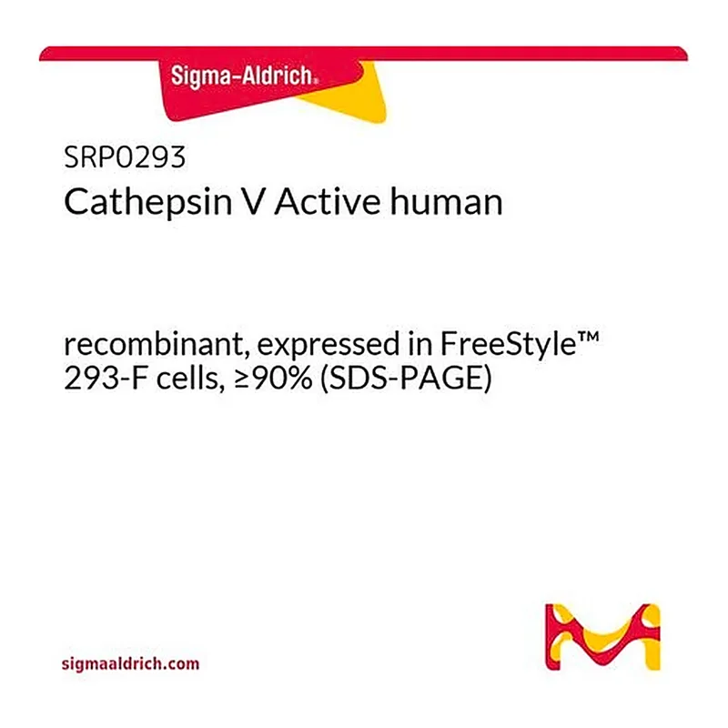 Merck Cathepsin V Active human