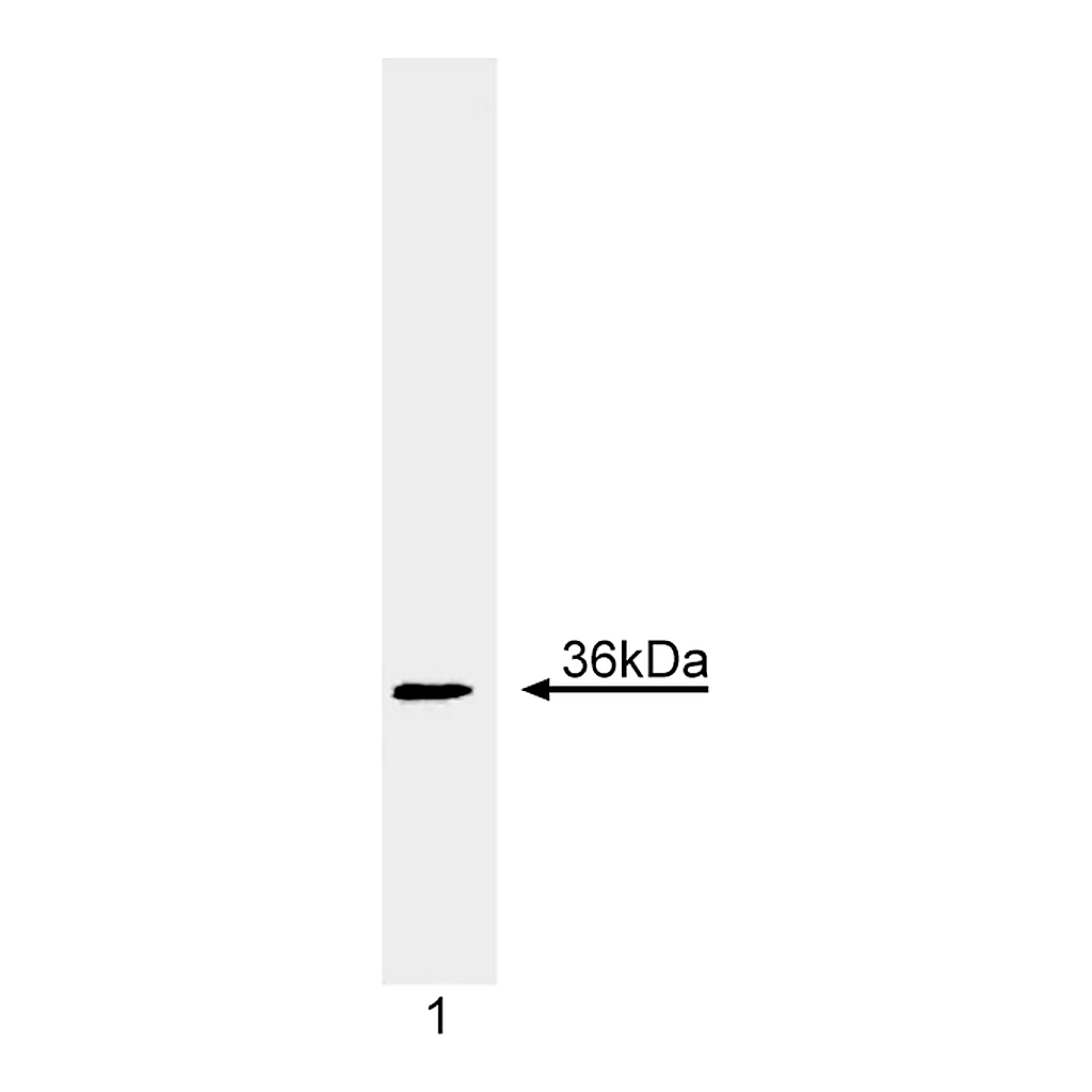BD Purified Mouse Anti-Human Cyclin D1