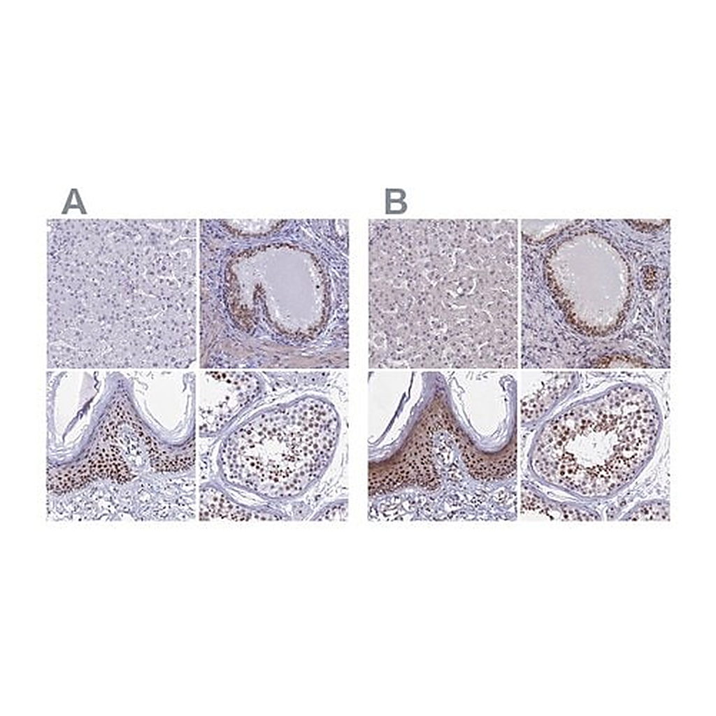 Merck Anti-CCDC86 antibody produced in rabbit