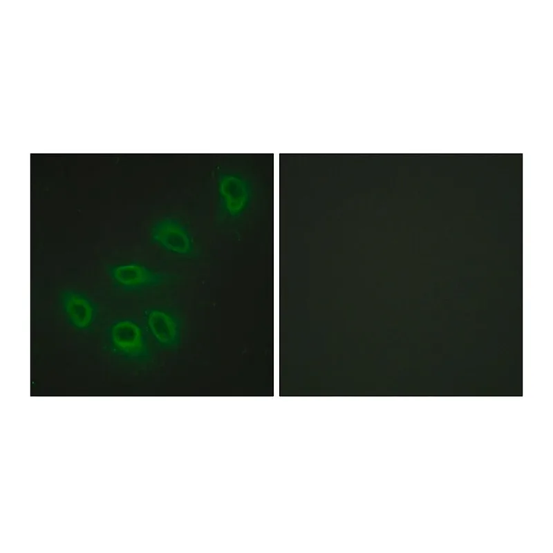 Merck Anti-ENOS antibody produced in rabbit