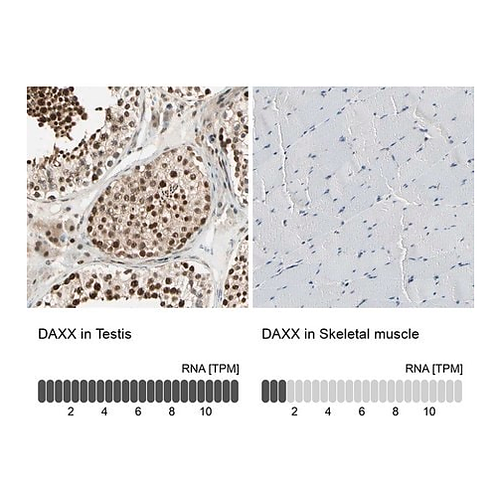 Merck Anti-DAXX antibody produced in rabbit