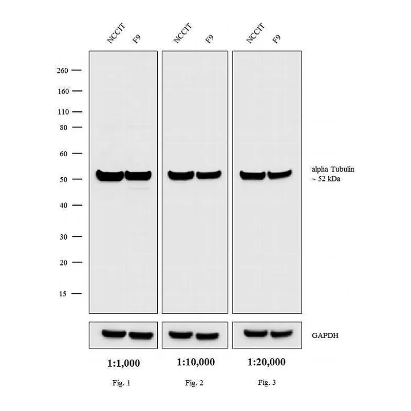 Thermo Fisher Scientific F(ab`)2-Goat anti-Rat IgG (H+L) Cross-Adsorbed Secondary Antibody, HRP
