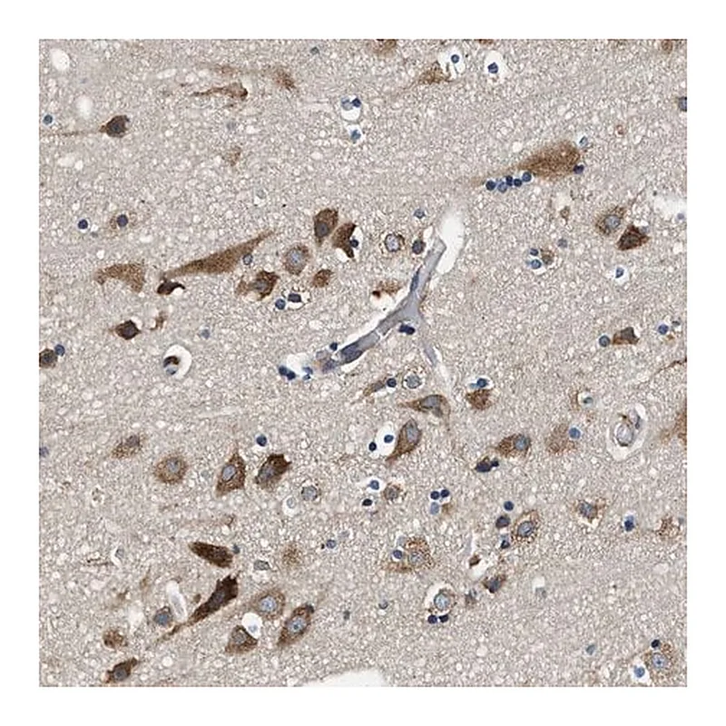 Merck Anti-PA2G4 antibody produced in rabbit