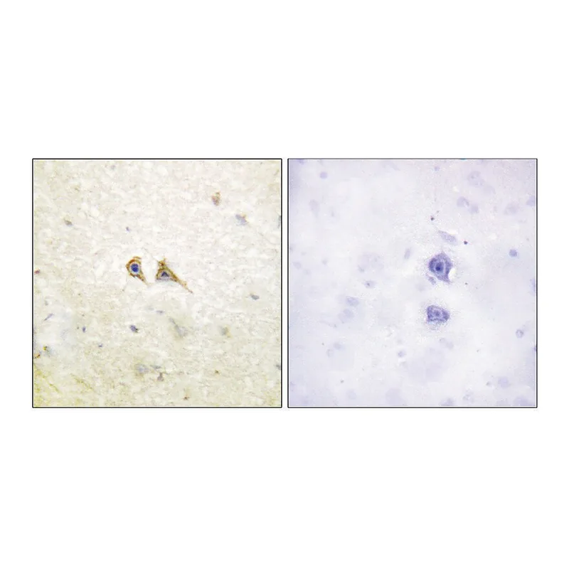 Merck Anti-FAS LIGAND antibody produced in rabbit