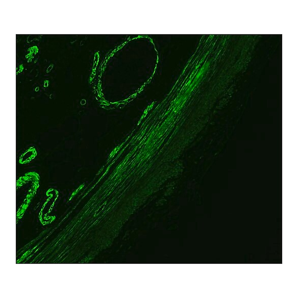 Merck Anti-Mouse IgG (Fc specific)-FITC antibody produced in goat