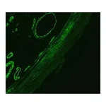 Merck Anti-Mouse IgG (Fc specific)-FITC antibody produced in goat