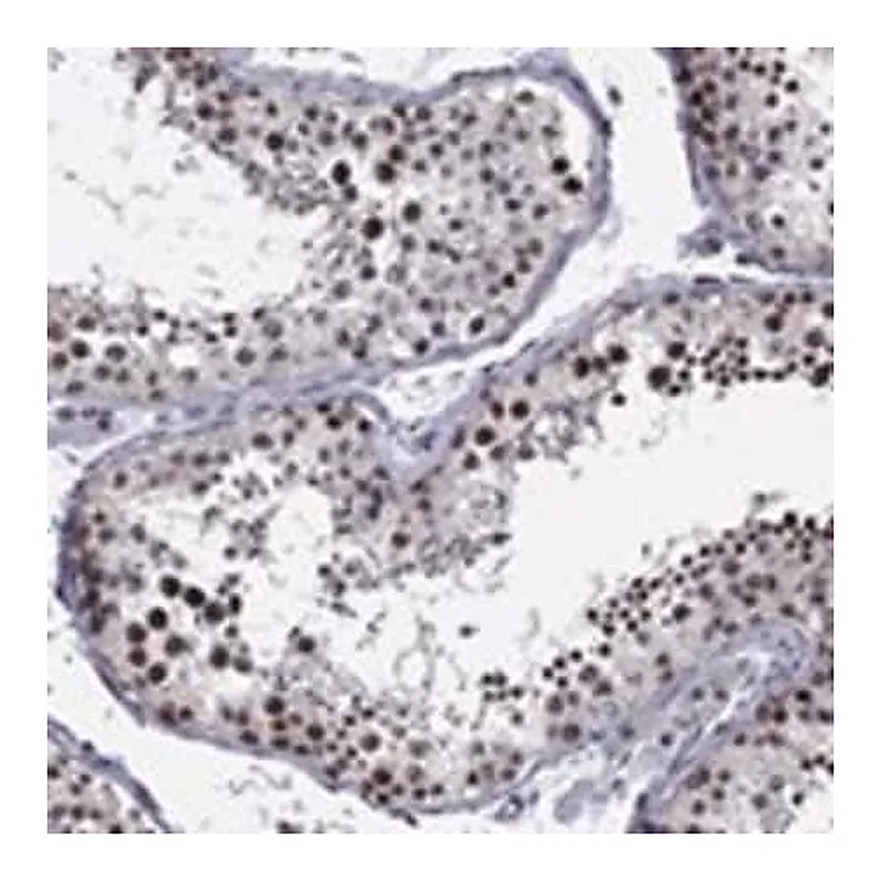 Merck Anti-DGCR8 antibody produced in rabbit