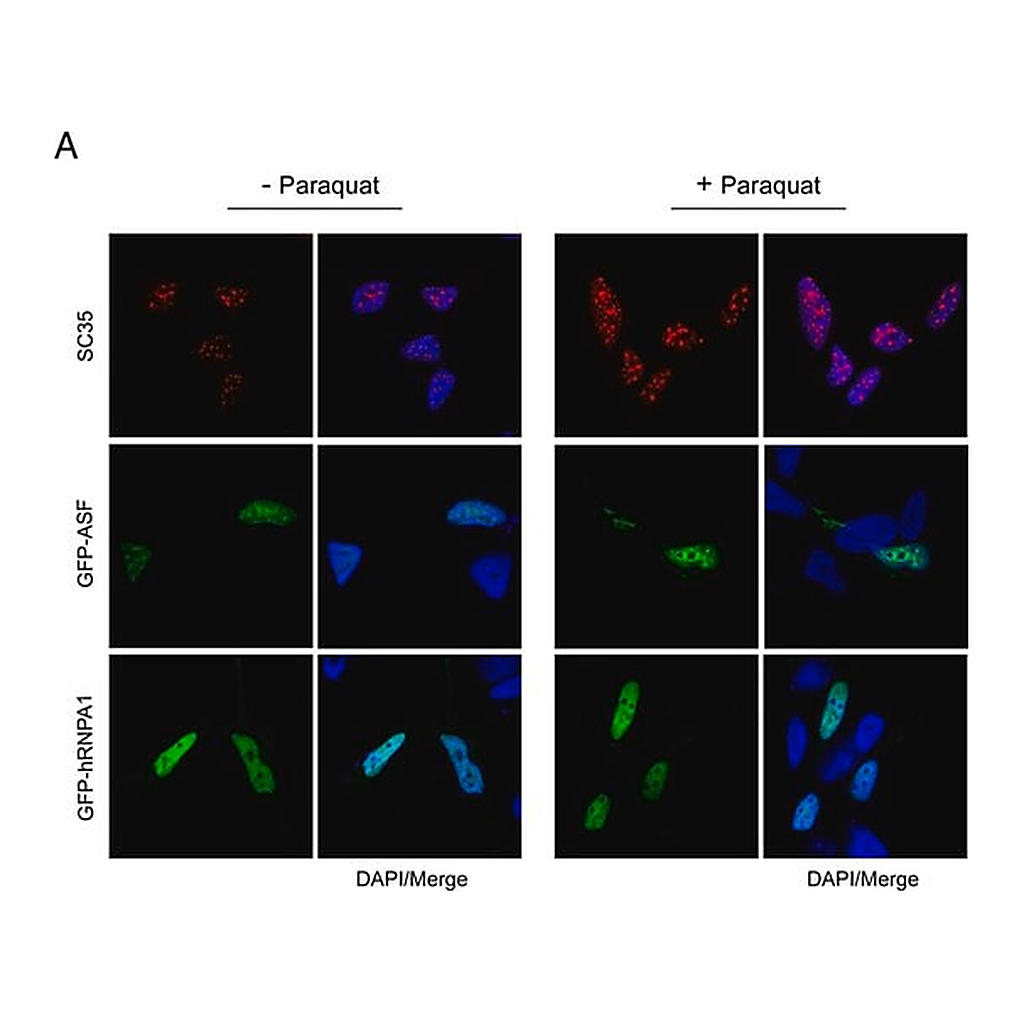 Merck Monoclonal Anti-Splicing Factor SC-35 antibody produced in mouse