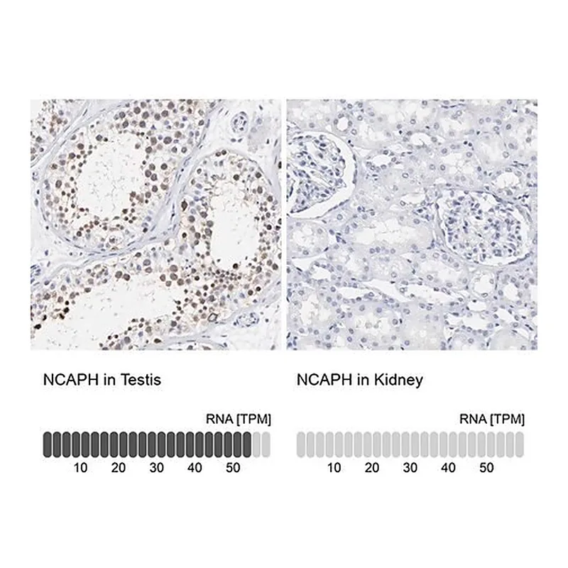 Merck Anti-NCAPH antibody produced in rabbit