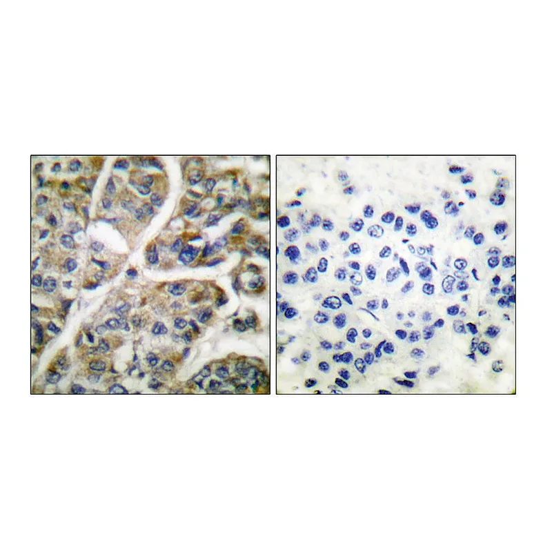 Merck Anti-Granzyme B antibody produced in rabbit