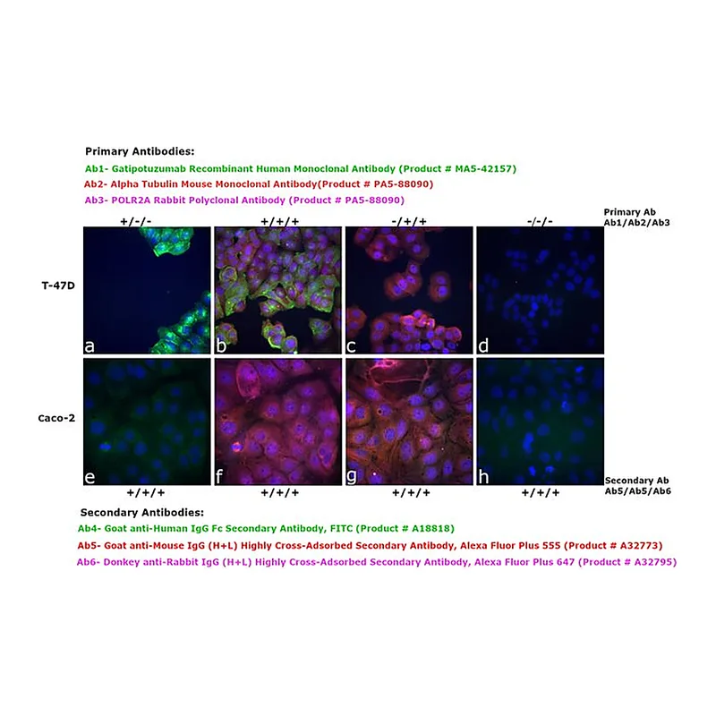 Thermo Fisher Scientific Goat anti-Human IgG Fc Secondary Antibody, FITC