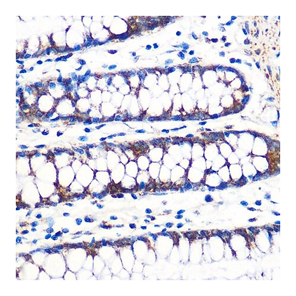 Merck Anti-TFAM antibody produced in rabbit