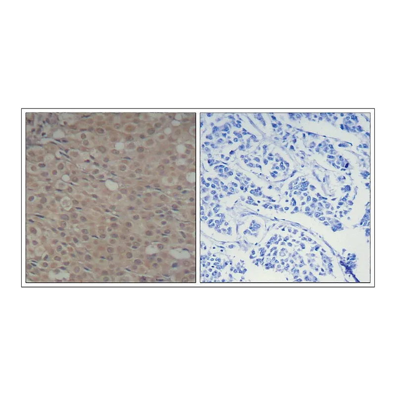 Merck Anti-phospho-SMAD3 (pSer425) antibody produced in rabbit