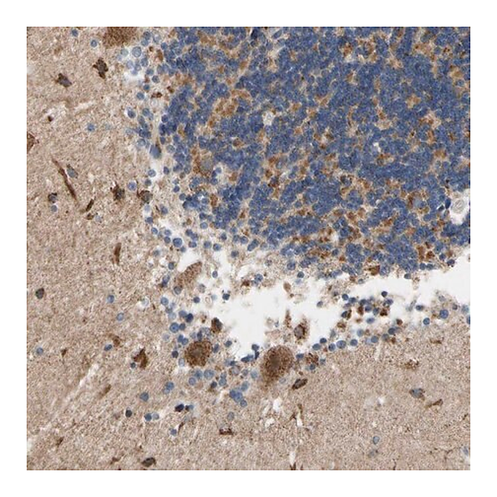 Merck Anti-KLHDC8B antibody produced in rabbit