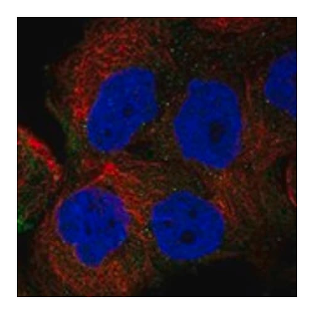 Merck Anti-FMO4 antibody produced in rabbit