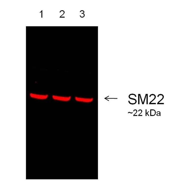 Thermo Fisher Scientific Rabbit anti-Goat IgG (Heavy Chain) Superclonal Secondary Antibody, Alexa Fluor 680
