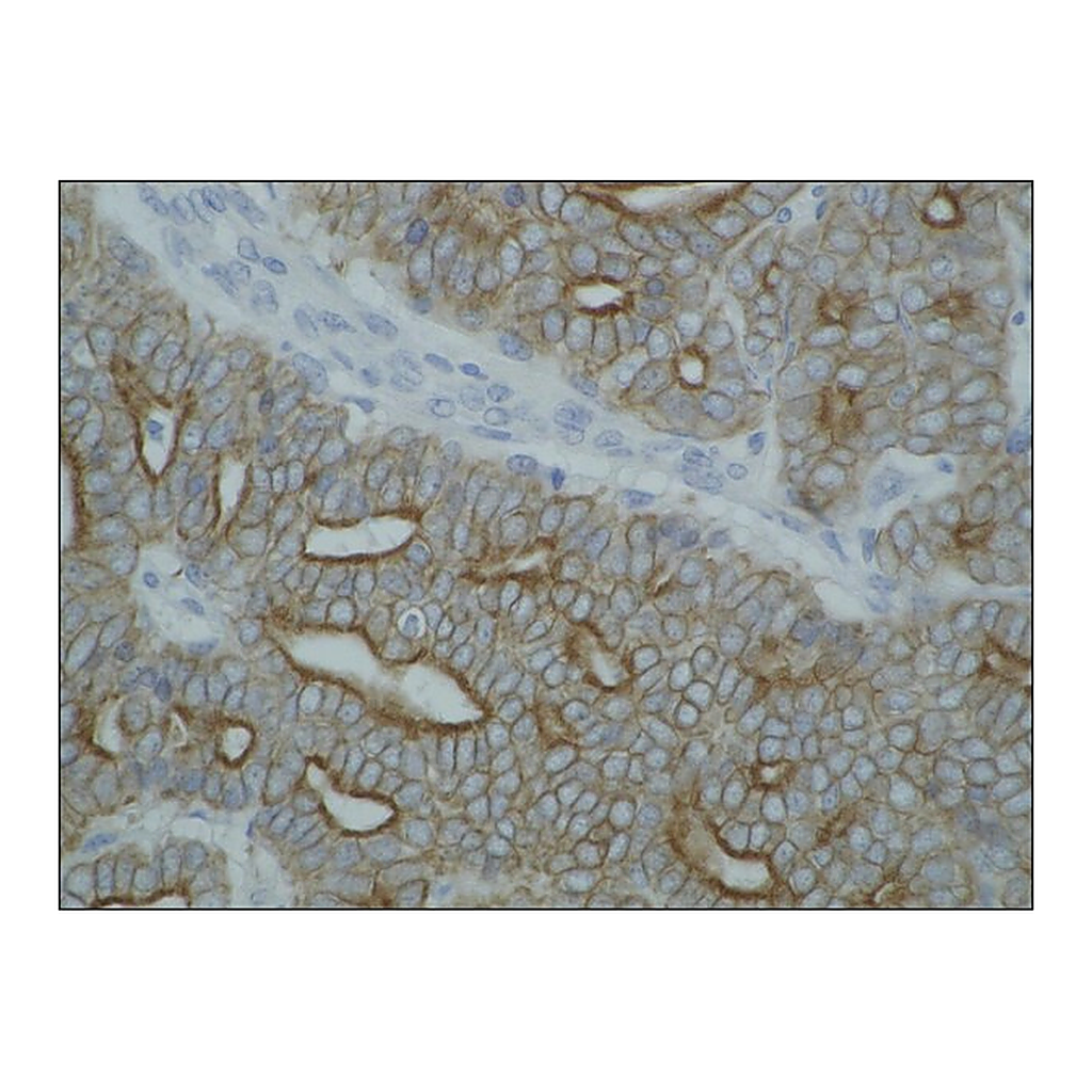 Merck Monoclonal Anti-Cytokeratin (Pan-reactive) antibody produced in mouse