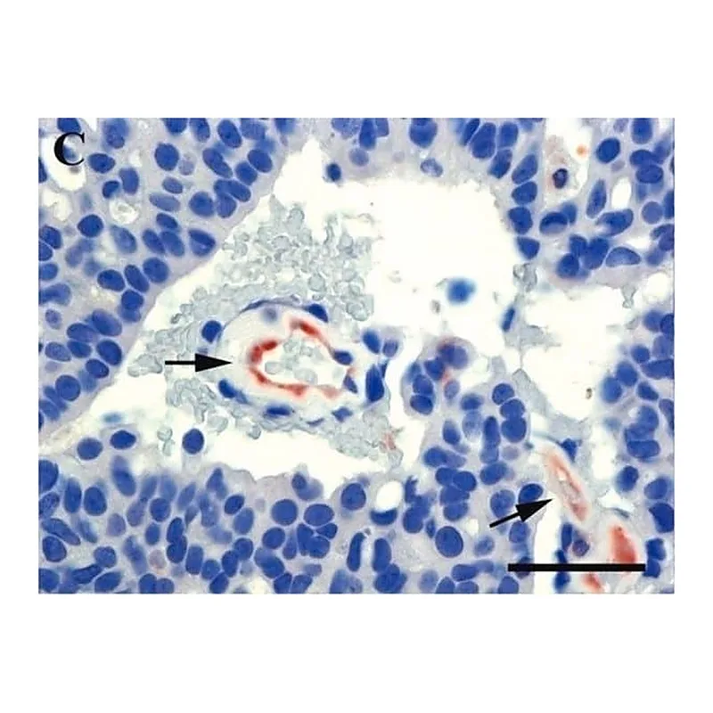 Merck Anti-Mouse IgG (whole molecule)-Peroxidase antibody produced in goat