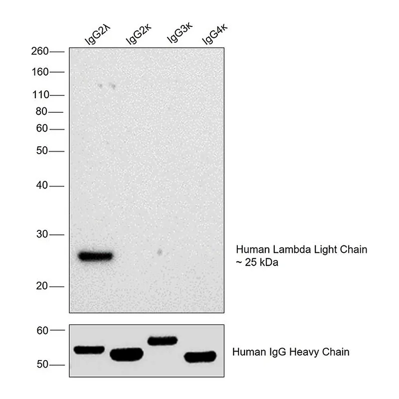 Thermo Fisher Scientific Rabbit anti-Human Lambda Light Chain Recombinant Secondary Antibody