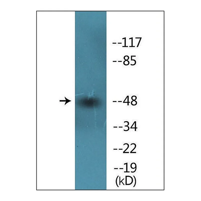 Merck Anti-phospho-Smad3 (pSer425) antibody produced in rabbit