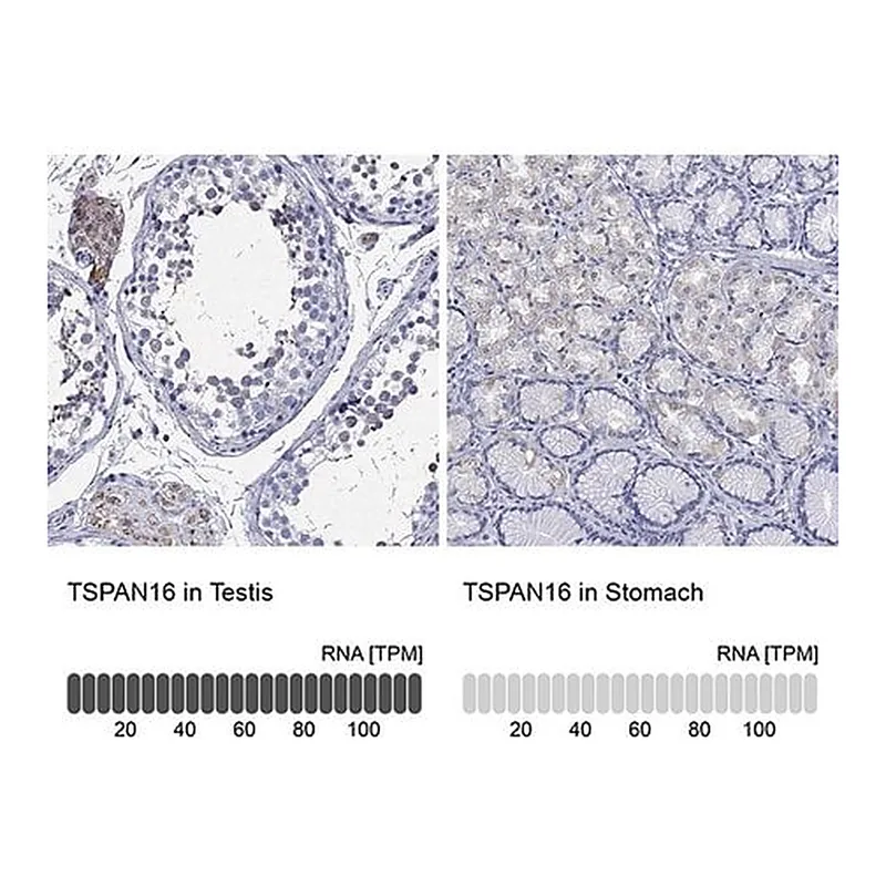 Merck Anti-TSPAN16 antibody produced in rabbit