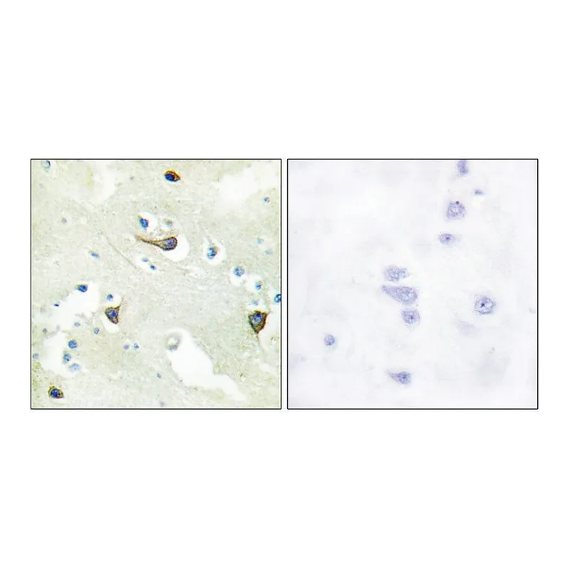 Merck Anti-EPHB1 antibody produced in rabbit
