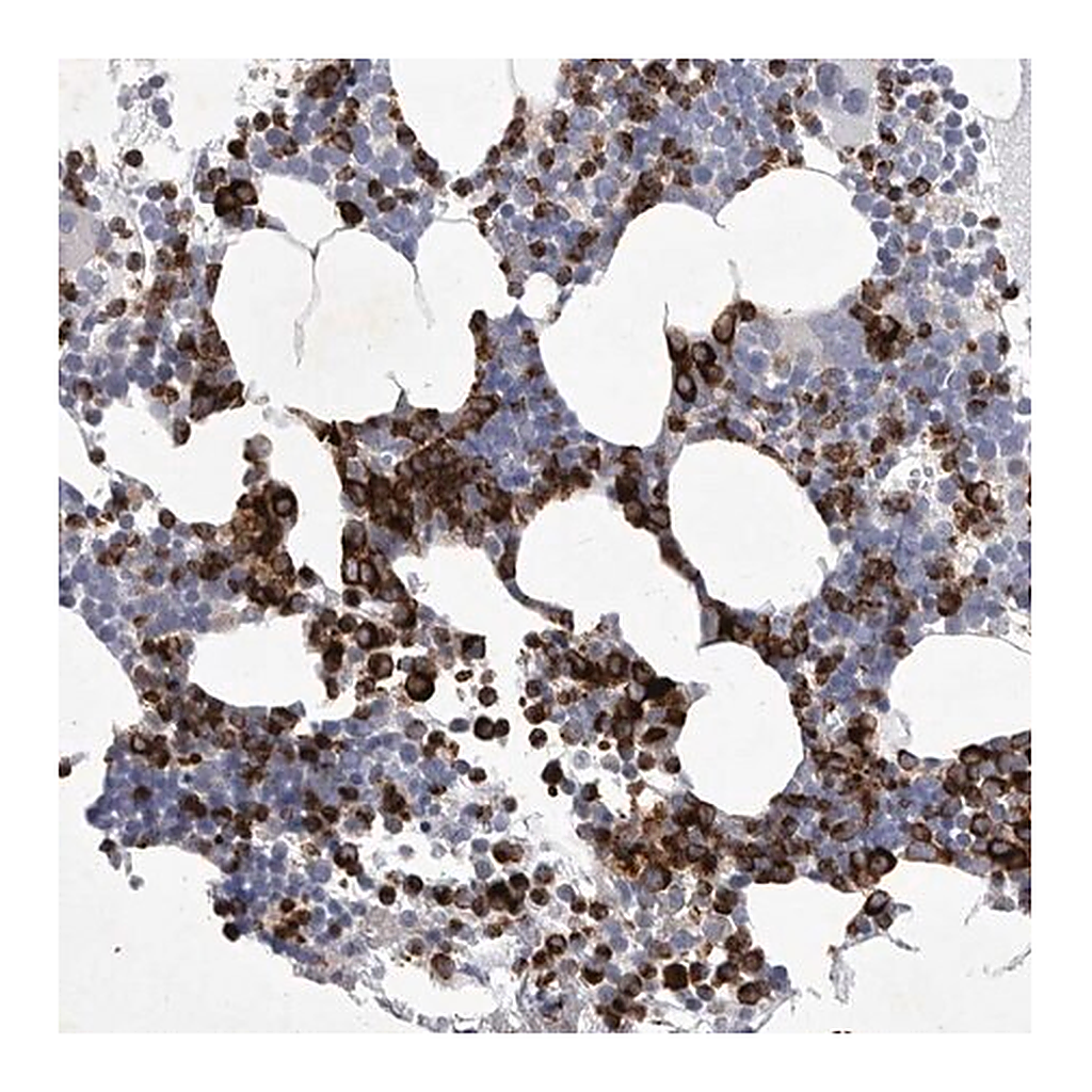 Merck Anti-SIGLEC10 antibody produced in rabbit