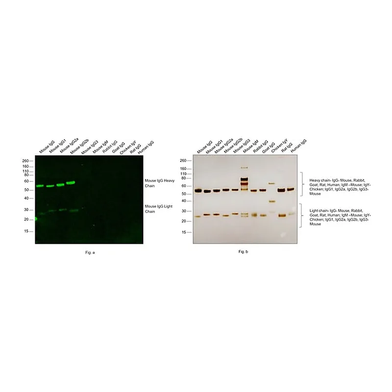 Thermo Fisher Scientific Rabbit anti-Mouse IgG (H+L) Cross-Adsorbed Secondary Antibody, Alexa Fluor 488